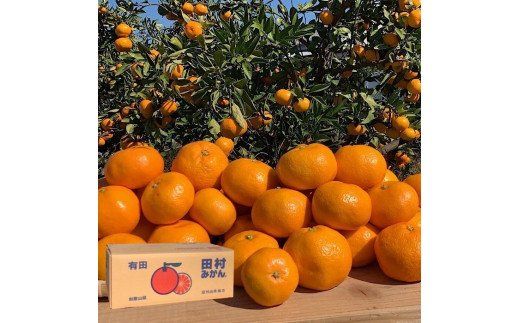 BL6150n_【2026年先行予約】【産地直送】和歌山 湯浅町産 田村みかん 10kg (サイズおまかせ)