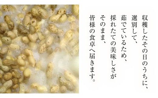 【 選べる 袋数 】 牛久市産 茹で 落花生 1袋 300g入り《 2袋 or 3袋 》 茹で落花生 ゆで落花生 ピーナッツ ナッツ 詰合せ 豆 無塩 塩分不使用 おつまみ おやつ お菓子 素焼き マメ まめ 料理 お茶漬け 国産 小分け お取り寄せ グルメ 茨城県