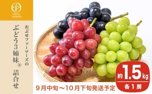 ぶどう3姉妹® シャインマスカット ＆ ナガノパープル ＆ クイーンルージュ® 詰合せ ［おぶせファーマーズ］ 果物 フルーツ くだもの ぶどう 葡萄 ブドウ クール便 冷蔵便 令和7年産 【2025年9月中旬〜10月下旬発送】 ［F-543］