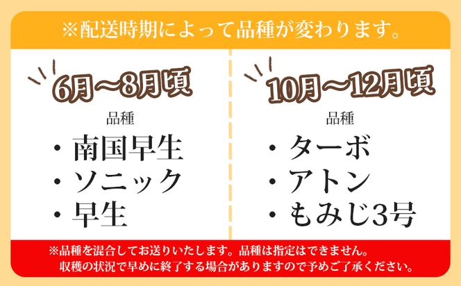 玉ねぎ 5kg 先行予約 野菜 高知 - 香南市産 国産 たまねぎ タマネギ 玉葱 野菜 オニオンスープ ハンバーグ 常備野菜 保存野菜 香南くろしお園 高知県 香南市 ke-0036