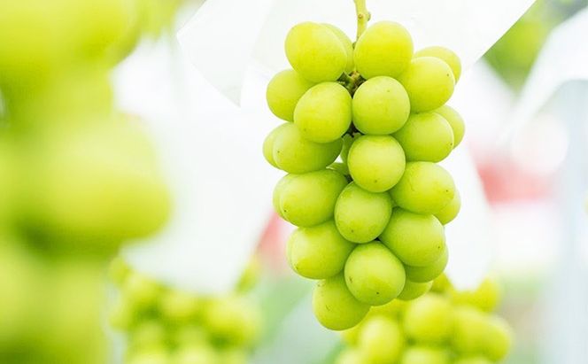 【2026年9月～発送】シャインマスカット 約1kg 2房 ぶどう フルーツ 果物 デザート 長野県 山ノ内町