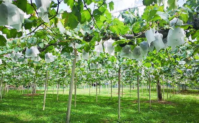 2026年 早期受付 ぶどう 晴れの国 ピオーネ 2kg（４～５房）化粧箱入り 岡山県 高梁市 ブドウ 葡萄 果物 フルーツ 