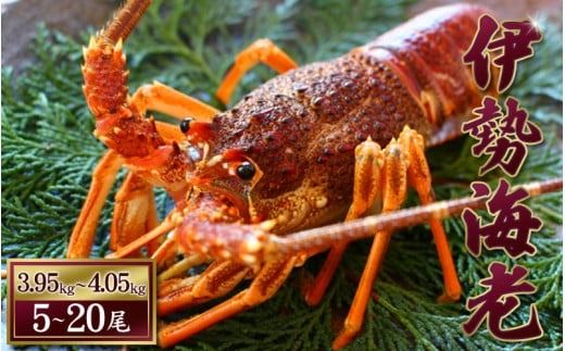 天然 伊勢えび(活)5〜20尾 3.95〜4.05kg[2025年10月中旬頃から2026年3月末までに順次発送(1月は漁不可) / 伊勢えび 伊勢海老 海老 海鮮 天然 えび [enk005]