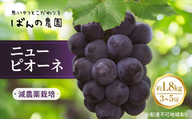 ぶどう 2026年 先行予約 ニュー ピオーネ 約1.8kg 3～5房 減農薬栽培 ブドウ 葡萄 岡山県産 国産 フルーツ 果物 ギフト ばんの農園 ニューピオーネ 