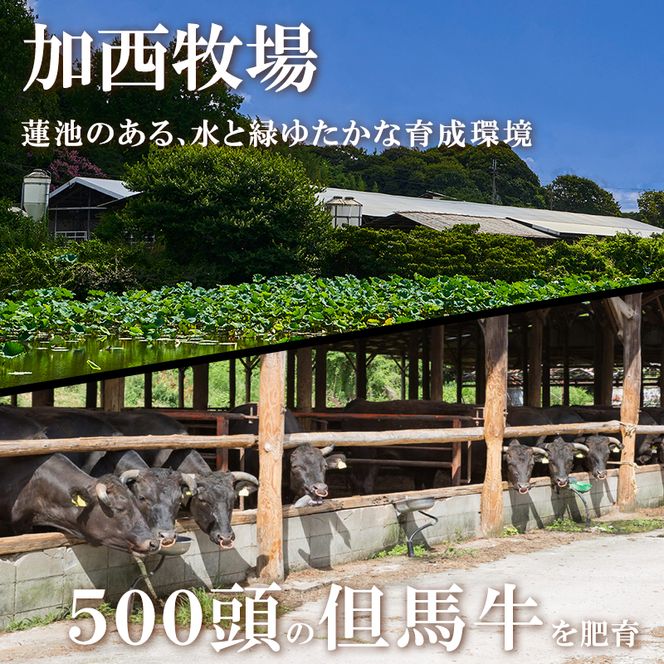 神戸牛カレー 2缶 缶詰 神戸牛 インスタントカレー レトルトカレー 防災食