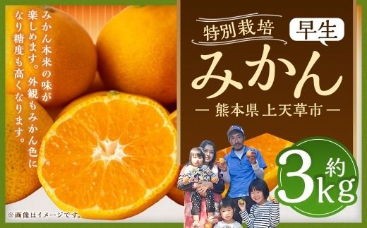 特別栽培 みかん （ 早生 ） 約3kg 柑橘 果物 フルーツ 果実 果汁 果肉 国産 熊本県産 旬 【 2026年11月上旬～12月上旬発送予定 】