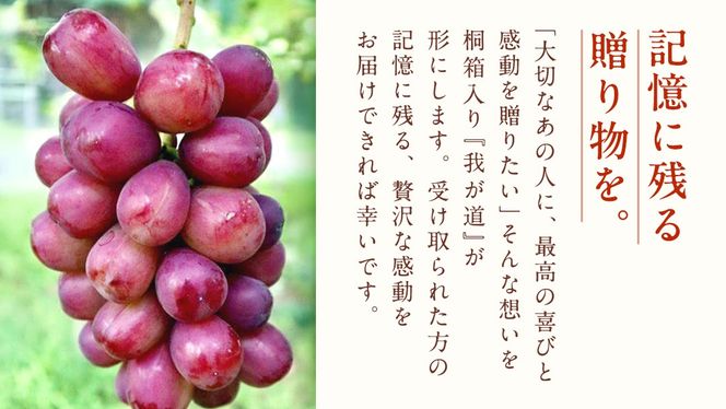 【桐箱入り】 我が道 １房【2026年9月上旬発送開始】(茨城県共通返礼品：大子町) シャインマスカット ウインク 葡萄 ブドウ ぶどう 果物 フルーツ 希少 新品種 贈答用 贈り物 ギフト プレゼント
