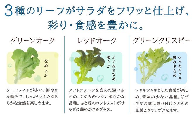 サラトリオ 12個セット 野菜 レタス 3種のレタス グリーンオーク レッドオーク グリーンクリスピー 《30日以内に出荷予定(土日祝を除く)》 JA晴れの国岡山 笠岡アグリセンター 野菜 岡山県 笠岡市---H-58---