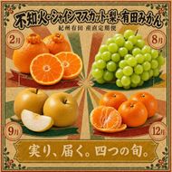 【2・8・9・12月 全4回】紀州産 シャインマスカットとフルーツの定期便（シャインマスカット・梨・みかん・不知火） 【魚鶴】AN044