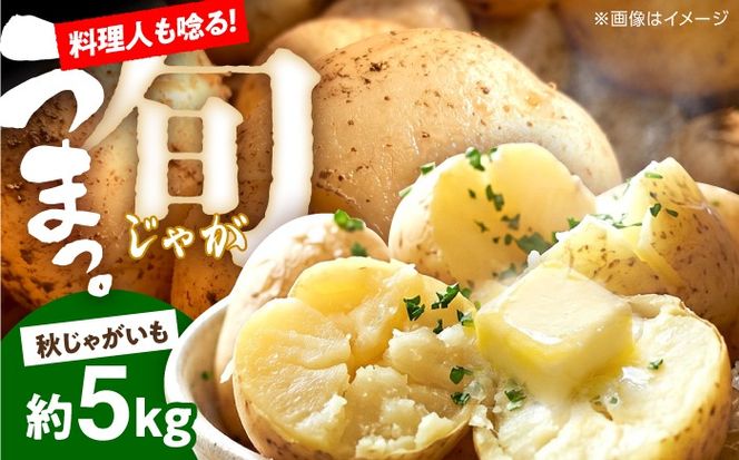 じゃがいも 約5kg 馬鈴薯 秋じゃが / ジャガイモ ばれいしょ 野菜 やさい 芋 / 南島原市 / 株式会社松尾青果[SGU003]