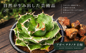 アガベ チタノタ  白鯨