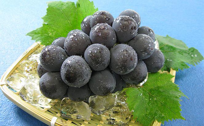 ぶどう 2026年 先行予約 ニュー ピオーネ 1房 600g以上 ブドウ 葡萄  岡山県産 国産 フルーツ 果物 ギフト 環山堂 