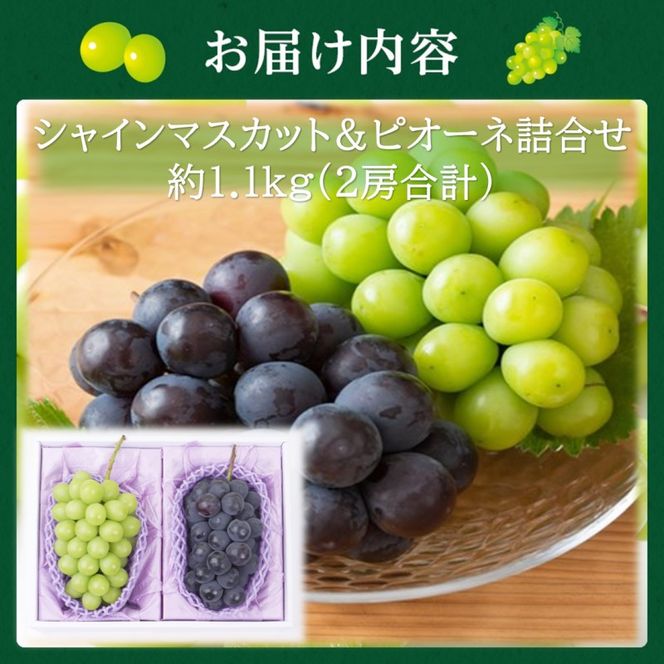 2027年 早期受付【高島屋選定品】シャインマスカット＆ピオーネ詰合せ 約1.1kg（2房合計） 岡山県高梁市産 個装箱入り 葡萄 ブドウ 贈り物