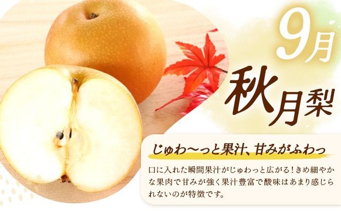 梨 定期便 秀品 3ヶ月連続 梨の定期便 選べる 内容量 計5.4kg 計9kg 計15kg 日本フルーツ株式会社《8月上旬-10月末頃出荷》熊本県 長洲町 なし ナシ 豊水梨 秋月梨 新高梨 果物 フルーツ---sn_cnfzntei_29500_mini_aug3---