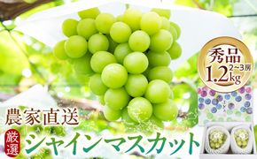 シャインマスカット 1.2kg箱 農家 直送厳選 持田農園 2026年9月下旬以降発送 322032_EB007