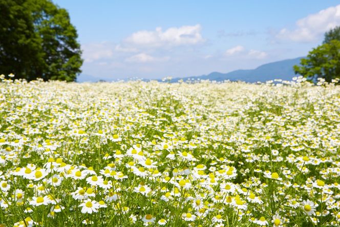 華密恋 ナチュラルヘアコンディショナー 200g [カミツレ研究所 長野県 池田町 48110789] カミツレン カミツレ