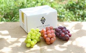 【2026年発送】シャインマスカット＋お任せぶどう 約1.5kg（2～3房） 232238_SS006