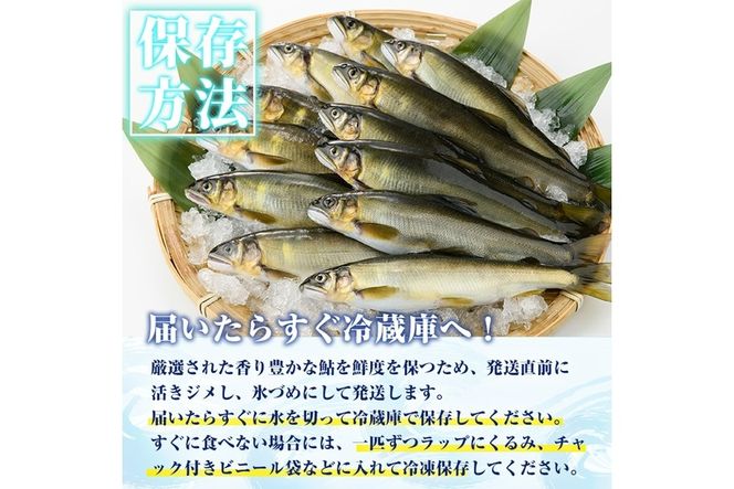 【北海道・離島不可】＜先行予約受付中！2025年10月～11月中旬の間に発送予定＞＜期間限定＞生子持ち鮎(約1kg・10～14匹) 鮎 冷蔵 子持ち鮎 生き〆 生きシメ 国産 門川町産 宮崎県産 塩焼き あゆ 川魚 養殖 香魚 期間限定 【ME-02】【米良水産】