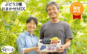 【ふるプレ限定品】種なしぶどう おまかせミックス 《３品種詰合せ》（約3～5房）【681】