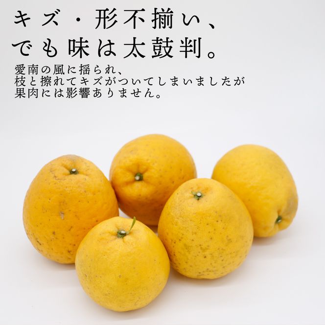 訳あり  愛南ゴールド 大玉 7kg 河内晩柑 柑橘 フルーツ 果物 蜜柑 みかん くだもの 家庭用 傷 不揃い  サイズミックス かわち ばんかん 和製 グレープフルーツ デザート甘い ジューシー 特産品 国産 農園 直送 愛媛県 愛南町 和家農園