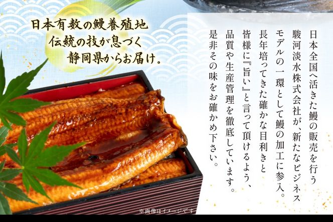 うなぎ 静岡県産 鰻2尾 約160g×2 蒲焼1尾 白焼1尾 [駿河淡水株式会社 静岡県 吉田町 22424653] 国産 鰻 ウナギ 蒲焼 蒲焼き かば焼き 白焼き 白焼 真空パック