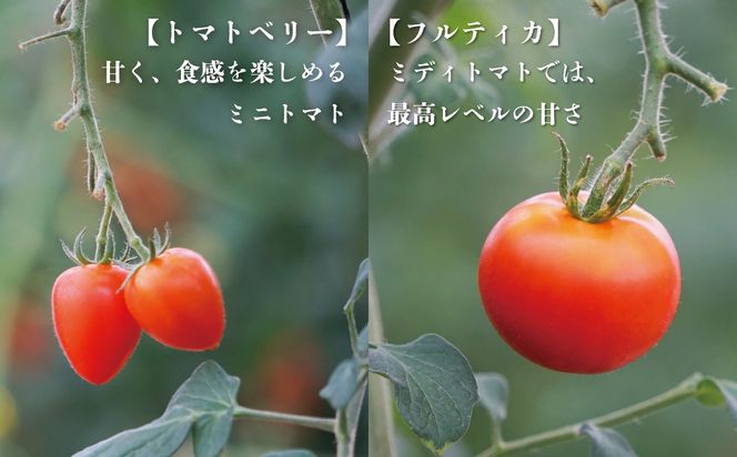 【期間限定（３～７月）】赤坂とまとの完熟セット　DE-1