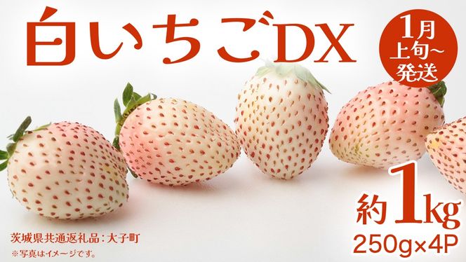 y錧vsz DX 1kg (250g×4P)y2026N1{Jnz(錧ʕԗiFq)   C`S ʕ t[c 