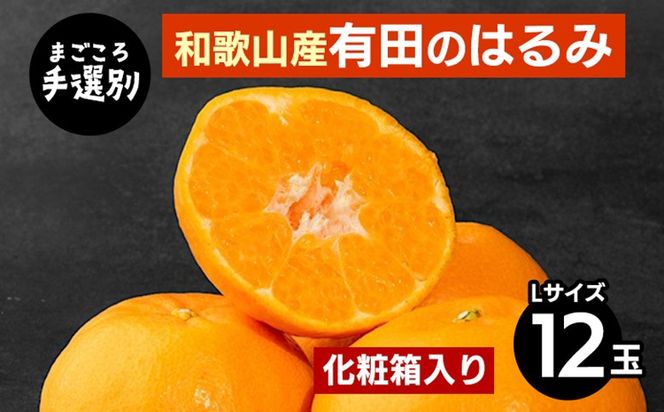 【先行予約】【まごころ手選別】和歌山県産 はるみ 化粧箱 約3kg（12玉）秀品 Lサイズ 柑橘