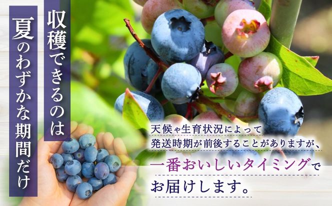 【2026年7月中旬～順次発送】 蒜山高原 ブルーベリー 約 1kg ( 500g 2パック ) 生ブルーベリー 国産 岡山県真庭市 朝採れ 甘い 果物 フルーツ ブルーベリー園 カルチベートガーデン 冷蔵 産地直送 くだもの 新鮮 スムージー ジュース ヨーグルト ジャム 国産 新鮮 ブルーベリー 甘い 岡山県 真庭市 送料無料 数量限定 【kbkb001-01】