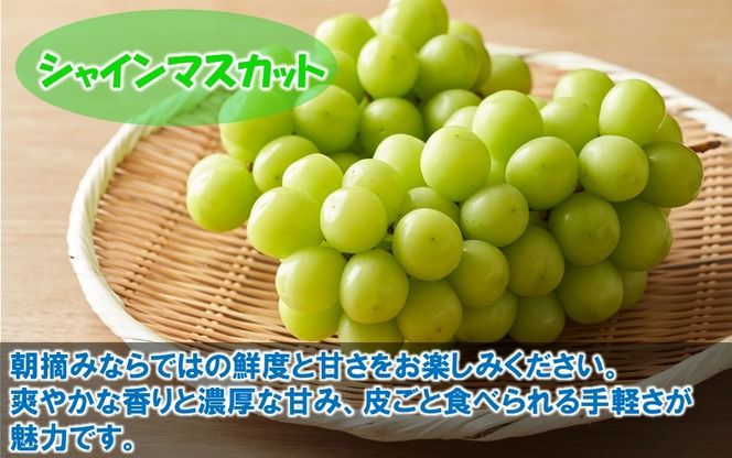 テレビで紹介されました！【先行予約】【令和8年発送】農家直送！ 新鮮！ 朝づみぶどう シャインマスカット & BKシードレス 種なし 1kg 1.5kg 2kg フルーツ 果物 贈答 大分県産 採れたて_2658R