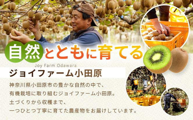 【先行予約】【有機栽培】追熟 キウイフルーツ 2.3kg【2026年12月上旬～2027年3月上旬発送】 142069_BW002