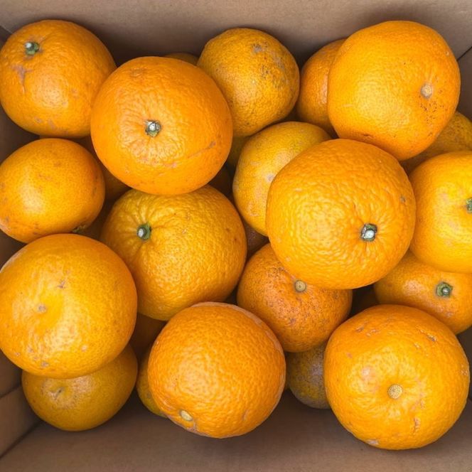 【先行予約】【産直】和歌山由良町産 木成り熟成 八朔 訳あり 約10kg（サイズ混合）