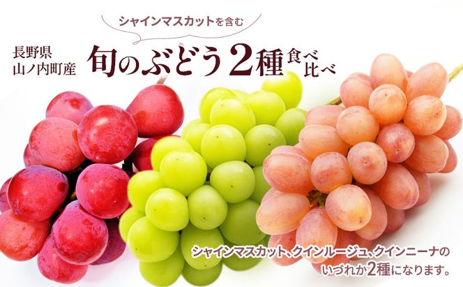 【2026年10月発送】ぶどう 先行予約 旬のぶどう2種 食べ比べ シャインマスカット 含む