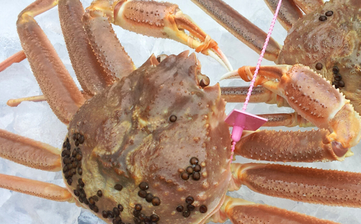 特選 活 松葉ガニ 生 1匹（約900g～1kg）冷蔵 香住で水揚げされた新鮮な活松葉ガニをお届け カニの本場 香住 新鮮 国産 鍋 かにすき 脚 足 爪 身 肩 大人気 ふるさと納税 兵庫県 香美町 香住 柴山 ズワイガニ 宿院商店 33-27