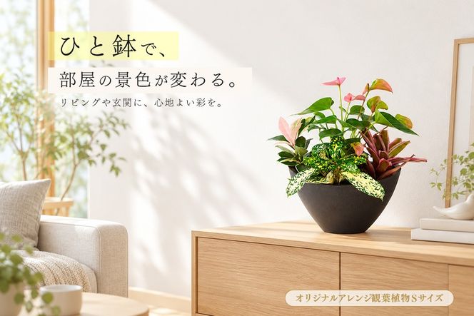 オリジナルアレンジ観葉植物　Sサイズ【寄せ植え インテリア リビング 室内 グリーン 植物 癒し リフレッシュ】 (H086109)