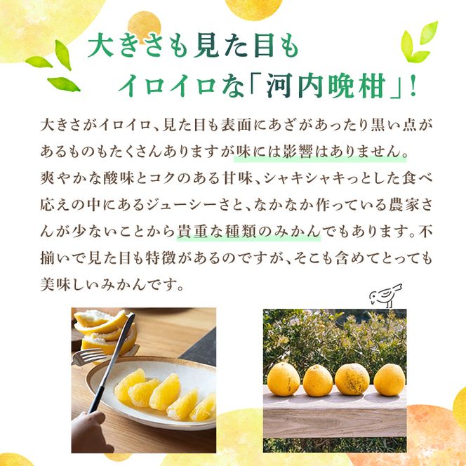 ＜先行予約受付中！2027年3月中旬以降順次発送予定＞訳あり 河内晩柑(S～L・18個・約6kg) 柑橘 フルーツ 果物 国産 みかん 期間限定 数量限定 【株式会社土曜日】akn069-13