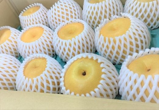 【産直もぎたて】里山のもぎたて梨 4kg程度（フルーツ 果物 旬 梨 国産 限定 期間限定）