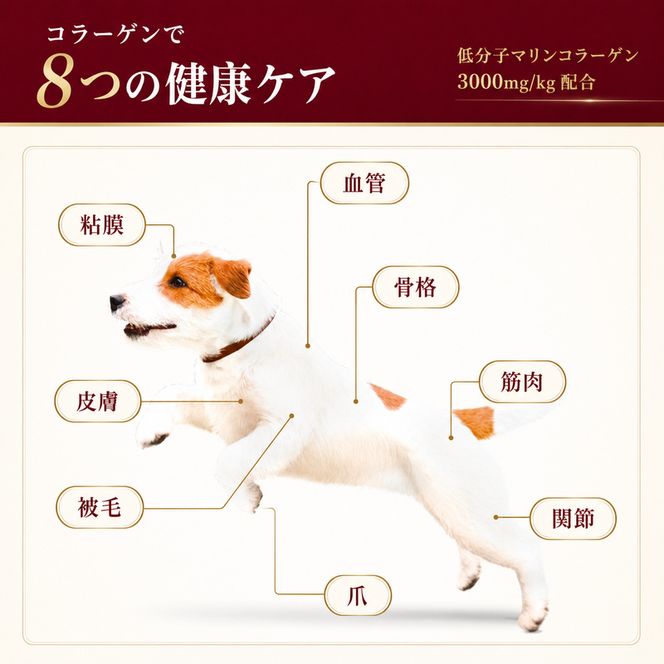 ビューティープロ ドッグ 成犬用 1歳から 2.5kg ｘ4(ケース単位) ドッグフード