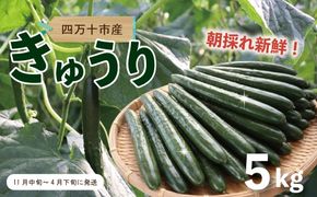 四万十市産 きゅうり 5kg 朝採れ 新鮮 野菜 やさい 高知県産 国産 胡瓜 キュウリ みずみずしい 産地直送 お取り寄せ 旬 ハウス栽培 農家直送 高知県 高知 四万十市 四万十 しまんと【発送時期：11月中旬～4月下旬】26-0031