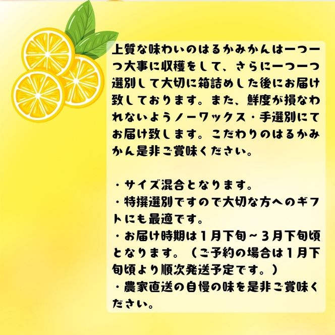 【人気柑橘】特撰 はるかみかん 5kg+200g(傷み補償分) ｜ 蜜柑 柑橘 果物 フルーツ くだもの 果実 国産 和歌山