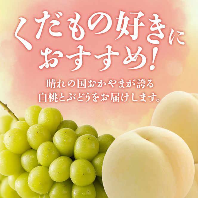 【2026年先行受付】 白桃 シャインマスカット 晴王 6回 定期便 桃 ぶどう 岡山県産 御中元 ギフト 御礼 プレゼント 御礼 御祝 御供 果物 くだもの フルーツ もも モモ 葡萄 ブドウ