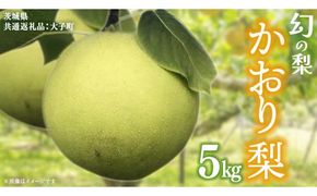かおり 梨 5kg 【2026年8月中旬発送開始】(茨城県共通返礼品：大子町) 梨 なし 果物 くだもの フルーツ かおり 芳醇 希少品 青梨