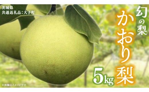 かおり 梨 5kg 【2026年8月中旬発送開始】(茨城県共通返礼品：大子町) 梨 なし 果物 くだもの フルーツ かおり 芳醇 希少品 青梨