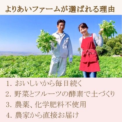 ★希少★日本山人参茶（ティーパック） 飲料類 お茶 野菜/人参 