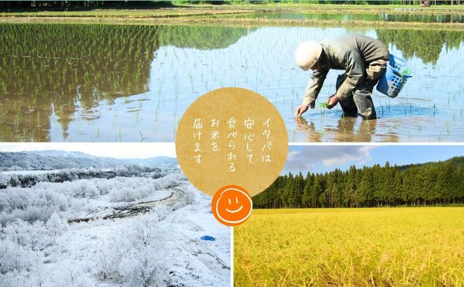 米 新之助 10kg 精米 白米 お米 新潟米新之助  新潟米 新潟 十日町市