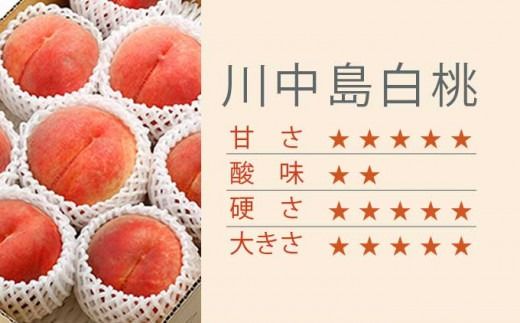 川中島白桃 約3kg 6～12玉 ［小布施屋］ 桃 白桃 もも モモ フルーツ 果物 令和7年産 【2025年8月下旬～9月上旬発送】［A-6］