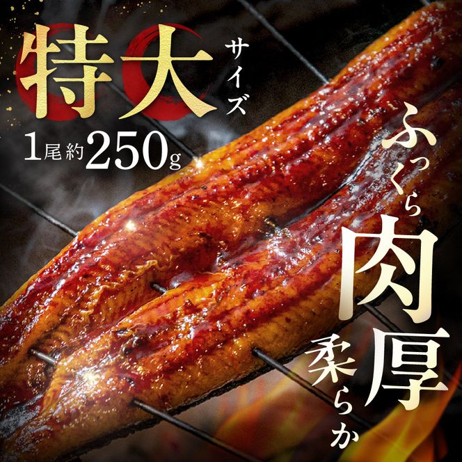 うなぎ蒲焼き2尾セット(約250g×2尾セット)【魚住商店】_HA1964 うなぎ 鰻 蒲焼 真空パック 福岡県宗像市 宗像市 福岡 宗像