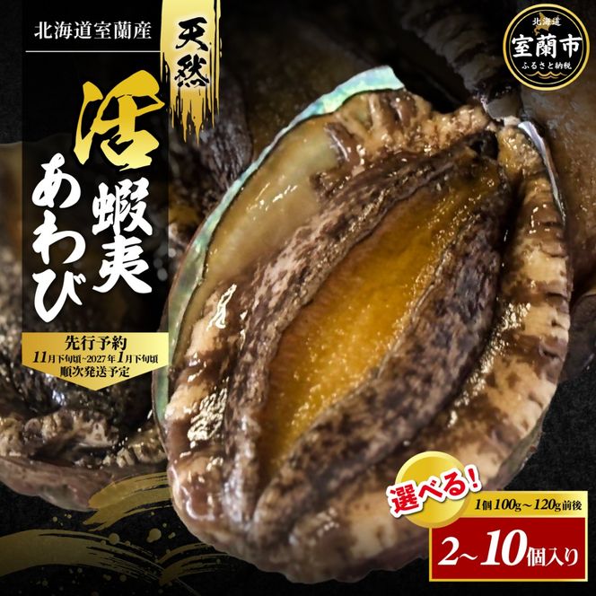 北海道室蘭産 天然活蝦夷あわび 選べる個数 2/3/4/5/10個入（1個100g～120g前後）2026年11月下旬頃～2027年1月下旬頃順次発送 MROH006-v