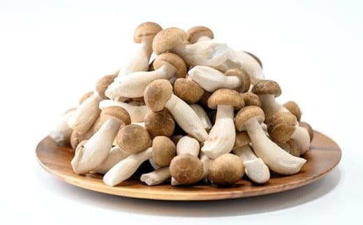 ぶなしめじ 300g × 4袋 300g × 6袋 選べる内容量 ［おぶせファーマーズ］ きのこ キノコ 野菜 鍋 炒め物 長野 信州