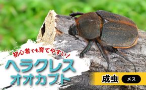 ヘラクレスオオカブト メス 1匹 サイズフリー　※配送不可地域あり 304018_CW007